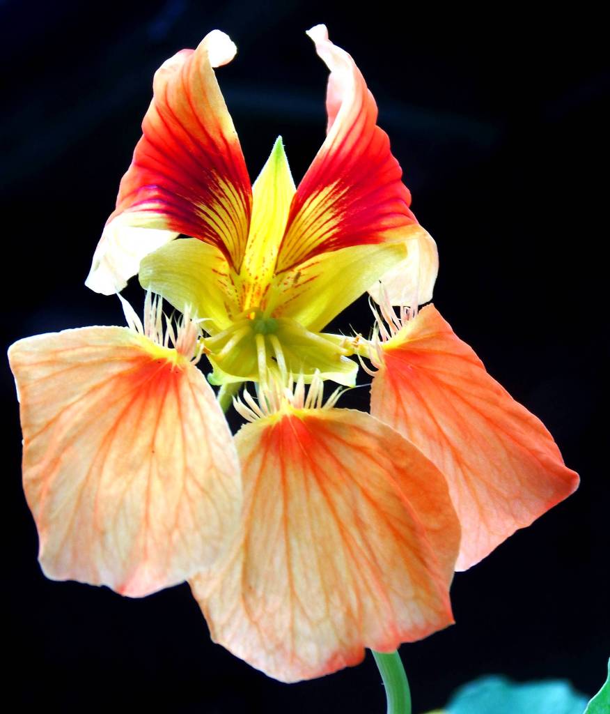A multi-colored nasturtium flower blooming in late July. (Courtesy Photo | Linda Shaw)