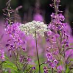 Fireweed surrounds a solo parsley plant in Cowee Meadow in Point Bridget State Park on Sunday, July 21, 2019. (Courtesy Photo | Kenneth Gill)
