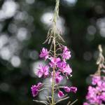 A solo fireweed plant in Cowee Meadow in Point Bridget State Park on Sunday, July 21, 2019. (Courtesy Photo | Kenneth Gill)