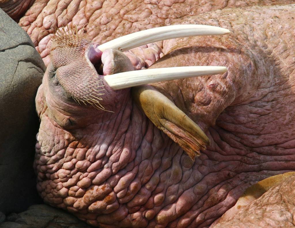 A walrus yawns on Round Island in Bristol Bay on June 27, 2019. (Courtesy Photo | Linda Shaw)