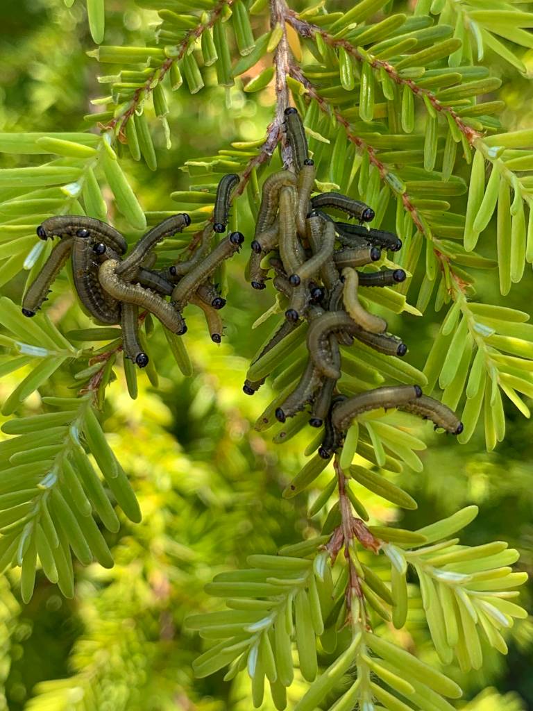 Hemlock sawfly larvae gather on a hemlock tree. (Courtesy Photo | U.S. Forest Service)