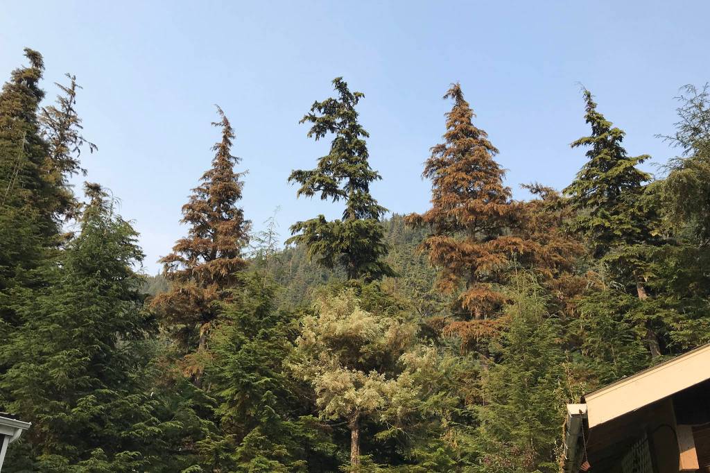 The forest outside of Lisa Meyers house on Cohen Drive shows hemlocks that have been partially eaten by the hemlock sawfly. (Courtesy Photo | Lisa Meyers)