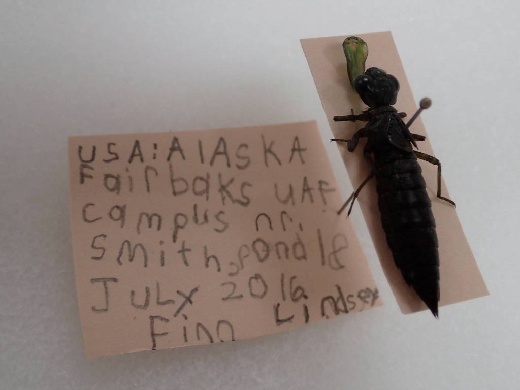 A dragonfly larva, with ladle lip extended, collected by UAF Bug Camp participant Finn Lindsey in 2016. (Courtesy photo | Ned Rozell)