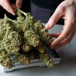 About 2.5 ounces of dried marijuana in Juneau. (Michael Penn | Juneau Empire File)