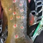 Thanks to one of his favorite writers, its not just a brown trout, its a Frying Pan River brown trout. (Jeff Lund | For the Juneau Empire)