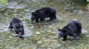 Three 2-year-old black bear cubs look hunt spawning sockeye salmon in Steep Creek at the Mendenhall Glacier Visitor Center on Thursday, August 16, 2018. (Michael Penn | Juneau Empire File)