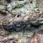 Why so cryptic? These animals hide in plain sight