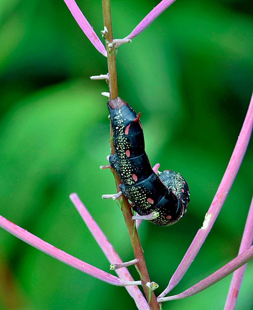Courtesy Photo |<strong> Jim Hammond</strong>                                An unidentified slug clings onto a fireweed plant at the base of Salmon Creek Trail in August.
