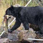 A black bear hauls a salmon by the fishing weir in a salt chuck by Amalga Harbor on Aug. 1, 2019. (Courtesy Photo | Ken Gill)