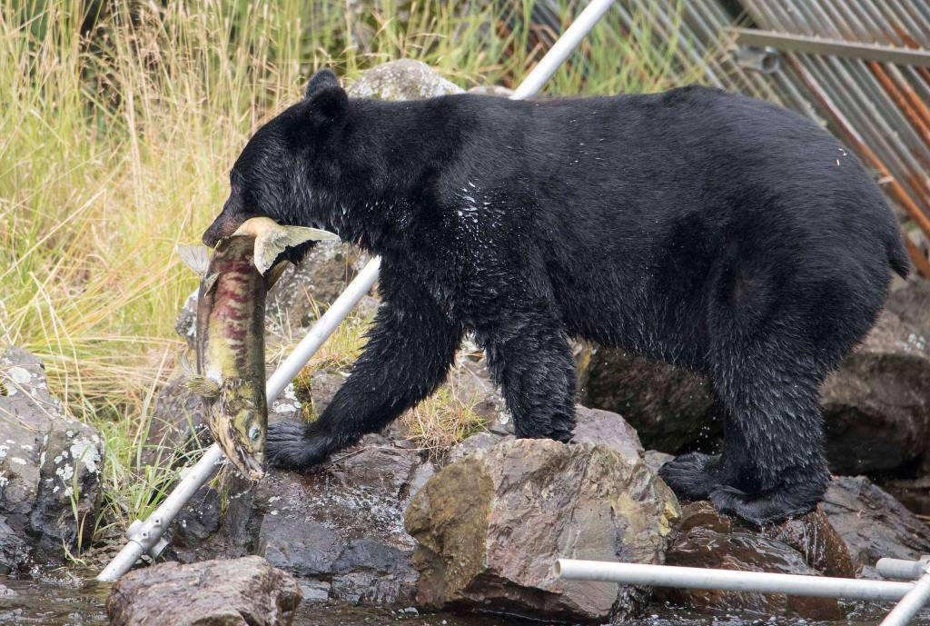 A black bear hauls a salmon by the fishing weir in a salt chuck by Amalga Harbor on Aug. 1, 2019. (Courtesy Photo | Ken Gill)