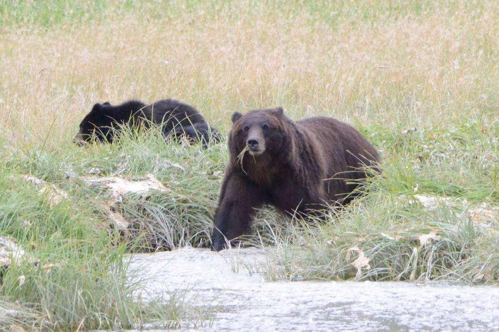 Several brown bears explore the waters of Pack Creek on Admiralty Island on Aug. 15, 2019. (Courtesy Photo | Zelma Dawdy Covington)