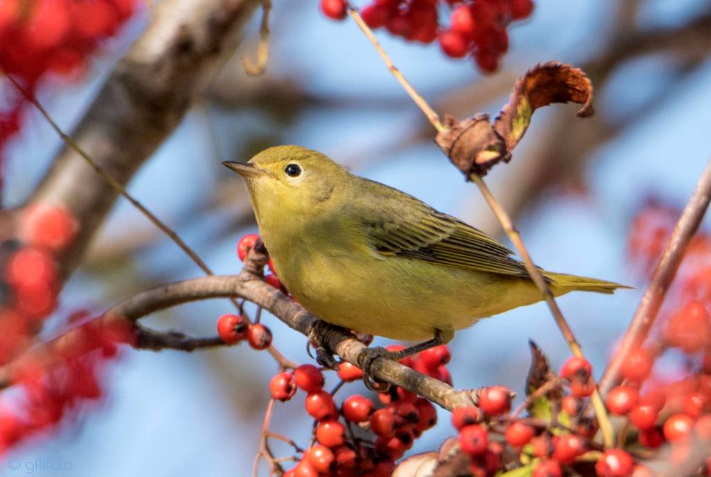 A yellow warbler perches on a mountain ash tree Aug. 29, 2019, near the Juneau International Airport. (Courtesy Photo | Ken Gill)