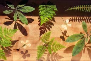 Pressed plants, National Coloring Book Day and lots of local artists: Here’s the First Friday schedule