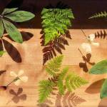 Pressed plants, National Coloring Book Day and lots of local artists: Here’s the First Friday schedule