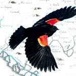 Birds, learning and life after death: Former Alaska poet laureate talks about her memoir