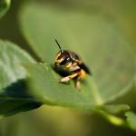 Bugs, spelling bees, a film festival, ‘Molly of Denali’ and opera: Here’s what’s happening this week