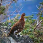 Summertime rambles: Seeing seasonal flora and fauna