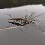 A water strider sucks the juices from a captured damselfly. (Courtesy photo | Bob Armstrong)