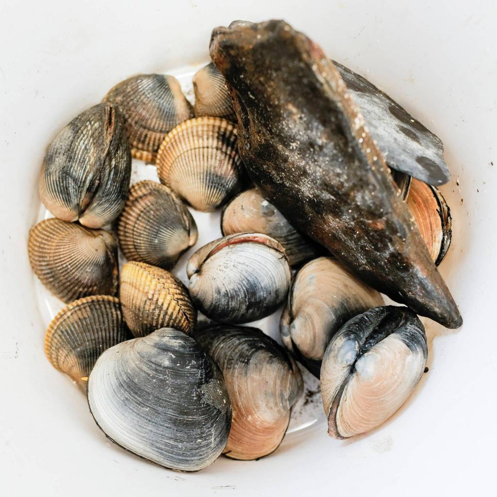 Butter clams and cockles collected by Tlingit and Haida natural resource specialists for data on climate change, sea level shift, carbon ratios, and shellfish toxin levels. The samples will be sent to a Sitka lab specializing in testing shellfish and water for toxins, particularly those which cause Paralytic Shellfish Poisoning (PSP). (Michael Penn | Juneau Empire)