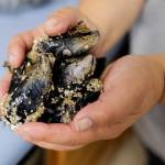 Lindsey Pierce, a environmental technician for Tlingit and Haida, holds blue mussels taken at Point Louisa on Friday, Aug. 2, 2019. The samples will be sent to a Sitka lab specializing in testing shellfish and water for toxins, particularly those which cause Paralytic Shellfish Poisoning (PSP). (Michael Penn | Juneau Empire)