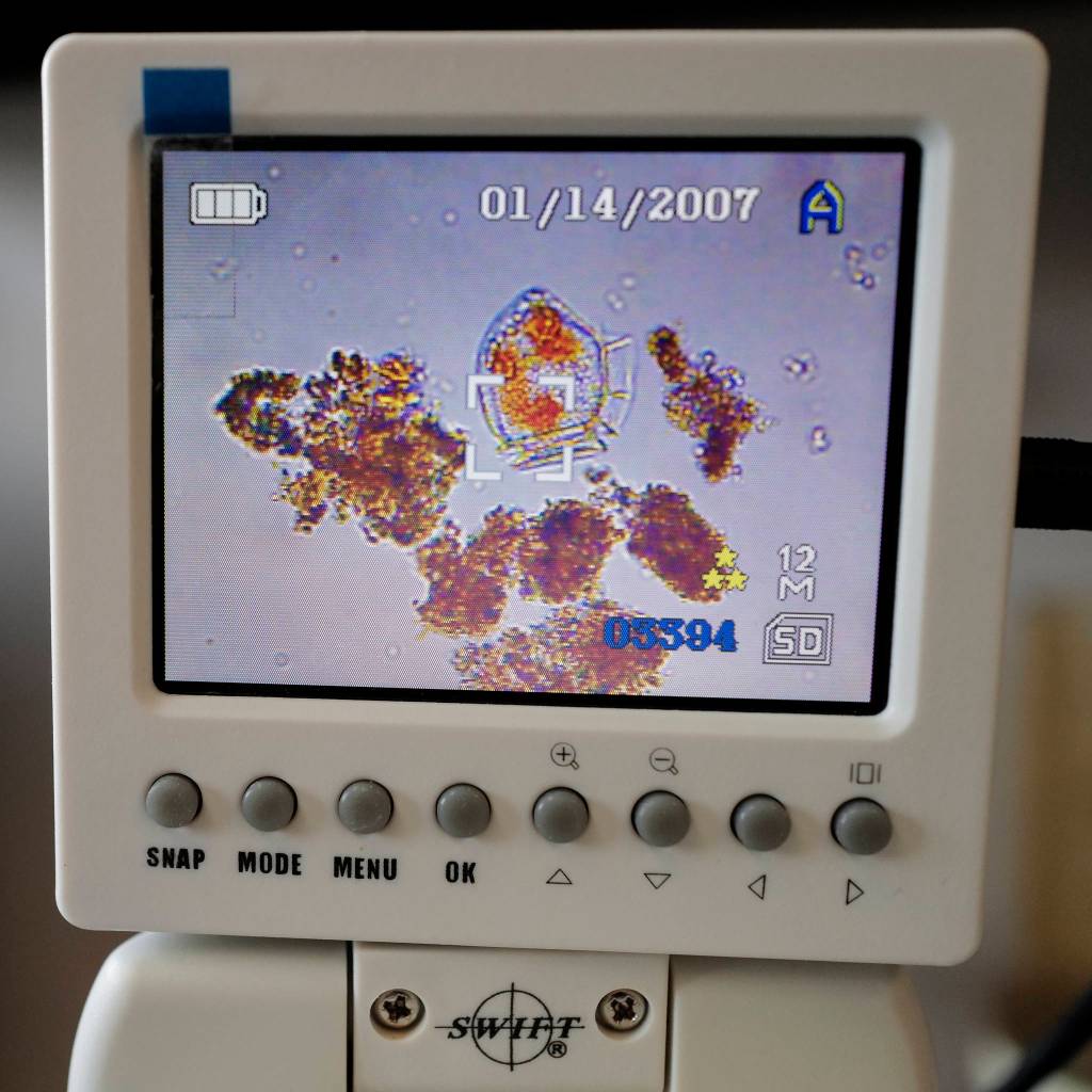 A monitor show plankton as Lindsey Pierce, a environmental technician for Tlingit and Haida, checks water samples taken at Point Louisa on Friday, Aug. 2, 2019. (Michael Penn | Juneau Empire)