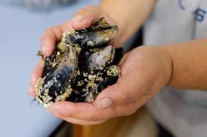 Lindsey Pierce, a environmental technician for Tlingit and Haida, holds blue mussels taken at Point Louisa on Friday, Aug. 2, 2019. The samples will be sent to a Sitka lab specializing in testing shellfish and water for toxins, particularly those which cause Paralytic Shellfish Poisoning (PSP). (Michael Penn | Juneau Empire)