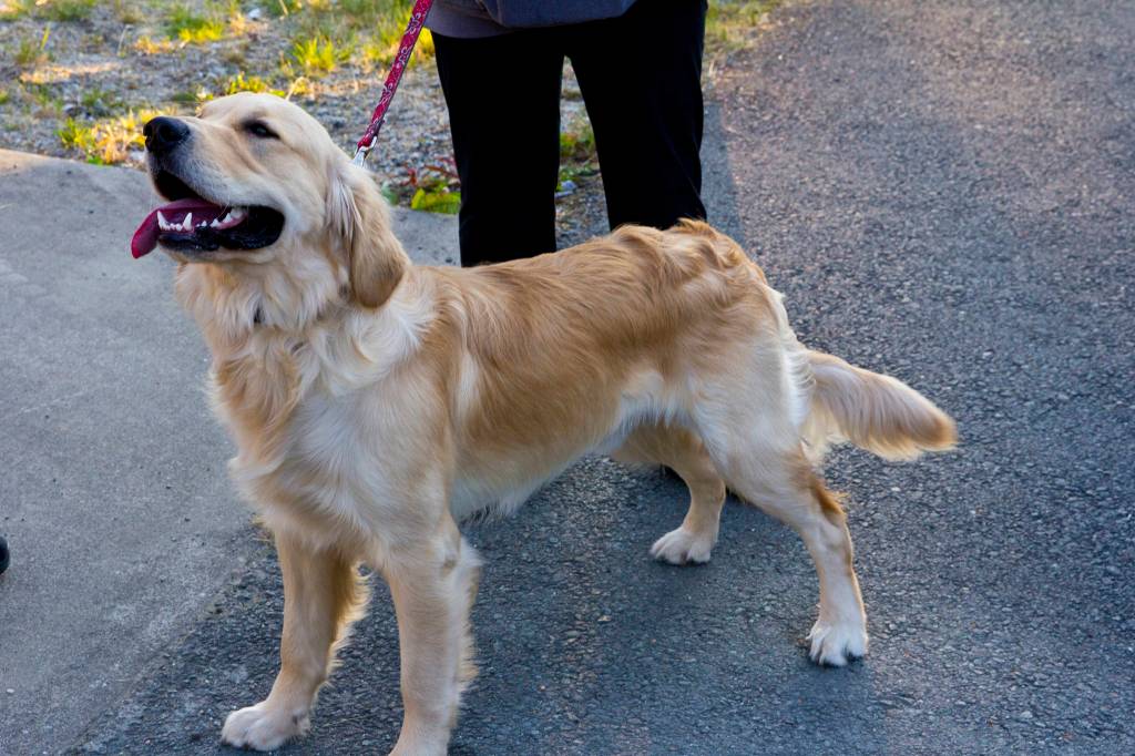 The Juneau Police Department organized participation in the National Night Out for all Juneau public services, including Capital City Fire/Rescue, the Alaska State Troopers, and other uniformed and nonuniformed public services, Aug. 6, 2019. (Michael S. Lockett | Juneau Empire)