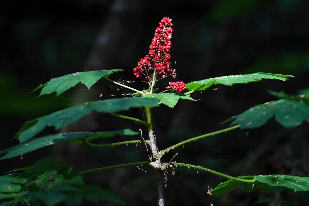 Devils Club sports red berries along the Auke Nu Trail on Wednesday, Aug. 7, 2019. (Michael Penn | Juneau Empire)