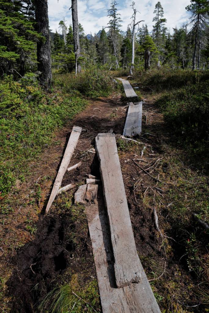 Boards on the Auke Nu Trail have fallen in to disrepair on Wednesday, Aug. 7, 2019. The U.S. Forest Service is repairing sections of the trail on a yearly basis. (Michael Penn | Juneau Empire)