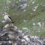 A northern wheatear in the Kokrines Hills of Interior Alaska. (Ned Rozell | For the Juneau Empire)