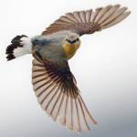 A northern wheatear near Wales, Alaska, with a geolocator device on its back. (Courtesy photo | Heiko Schmaljohann, Institute of Avian Research, Wilhelmshaven, Germany)