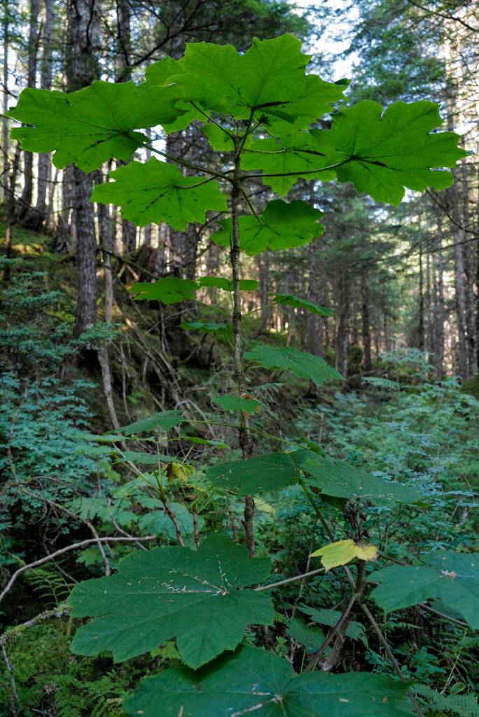 Devils Club growing along the historic Treadwell Ditch Trail on Thursday, Aug. 8, 2019. (Michael Penn | Juneau Empire)
