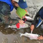 Scientists examine dead chum salmon found unspawned along the Koyukuk River this July. (Courtesy photo | Stephanie Quinn-Davidson)