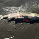 A dead unspawned female chum salmon along the Koyukuk River this July. (Courtesy photo | Stephanie Quinn-Davidson)