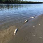 Dead, unspawned chum salmon line the banks of the Koyukuk River after a warm water event during Alaskas unusually warm temperatures this July. (Courtesy photo | Stephanie Quinn-Davidson)