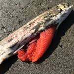 A dead female chum salmon, her eggs unlaid, along the Koyukuk River this July. (Courtesy photo | Stephanie Quinn-Davidson)
