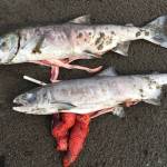Warm waters across Alaska cause salmon die-offs