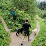 A dog walker on Perseverance Trail at the granite Creek Trail spur on Wednesday, Aug. 14, 2019. (Michael Penn | Juneau Empire)