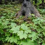 Perseverance Trail on Wednesday, Aug. 14, 2019. (Michael Penn | Juneau Empire)