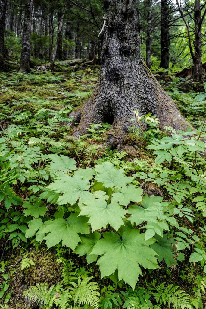 Perseverance Trail on Wednesday, Aug. 14, 2019. (Michael Penn | Juneau Empire)