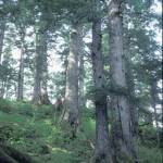 The terrain of Coronation Island is pictured, which Alaska biologists stocked with wolves in 1960. (Courtesy photo | Dave Klein)