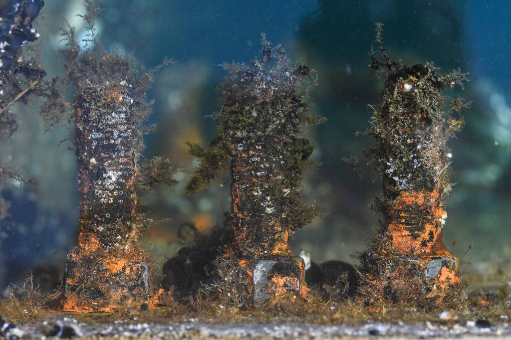 Rusty bolts on the breakwater at the Don D. Statter Boat Harbor in Auke Bay on Friday, Aug. 16, 2019. Members of the U.S. Armys 74th Engineer Dive Detachment and U.S. Coast Guard Regional Dive Locker West worked together to inspect and replace the bolts holding the harbors breakwater together. (Michael Penn | Juneau Empire)