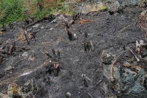 Photos: Wildfire damages Sunshine Cove