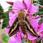 Many hawk moths have long proboscides suitable for extracting nectar from the long nectar spurs of certain flowers. (Courtesy photo | Bob Armstrong)