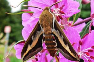Hawk moths in Southeast Alaska