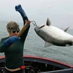 In this photo taken Wednesday, July 17, 2019, Sarah Bates hauls in a chinook salmon on the fishing boat Bounty near Bolinas, Calif. California fishermen are reporting one of the best salmon fishing seasons in more than a decade, thanks to heavy rain and snow that ended the states historic drought. Its a sharp reversal for chinook salmon, also known as king salmon, an iconic fish that helps sustain many Pacific Coast fishing communities. (AP Photo/Eric Risberg)