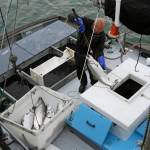 In this photo taken Monday, July 22, 2019, Mike Hudson unloads chinook salmon off his boat at Fishermans Wharf in San Francisco. California fishermen are reporting one of the best salmon fishing seasons in more than a decade, thanks to heavy rain and snow that ended the states historic drought. Its a sharp reversal for chinook salmon, also known as king salmon, an iconic fish that helps sustain many Pacific Coast fishing communities. (AP Photo/Eric Risberg)