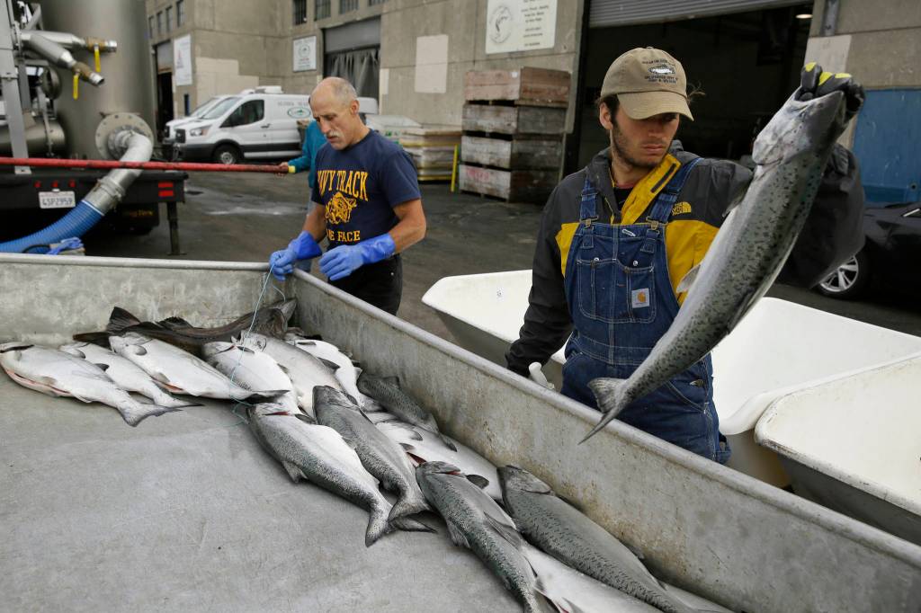 In this photo taken Monday, July 22, 2019, Cooper Campbell, right, with the California Department of Fish and Wildlife, looks for chinook salmon that are from their hatchery project at Fishermans Wharf in San Francisco. California fishermen are reporting one of the best salmon fishing seasons in more than a decade, thanks to heavy rain and snow that ended the states historic drought. Its a sharp reversal for chinook salmon, also known as king salmon, an iconic fish that helps sustain many Pacific Coast fishing communities. (AP Photo/Eric Risberg)