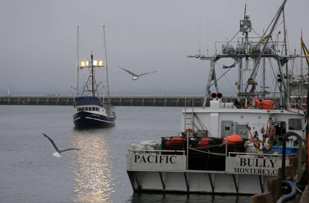 In this photo taken Monday, July 22, 2019, a boat with chinook salmon makes its way to Fishermans Wharf to unload its catch in San Francisco. California fishermen are reporting one of the best salmon fishing seasons in more than a decade, thanks to heavy rain and snow that ended the states historic drought. Its a sharp reversal for chinook salmon, also known as king salmon, an iconic fish that helps sustain many Pacific Coast fishing communities.(AP Photo/Eric Risberg)