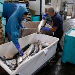 In this photo taken Monday, July 22, 2019, Mark Adams, right, unloads chinook salmon inside a cooperative at Fishermans Wharf in San Francisco. California fishermen are reporting one of the best salmon fishing seasons in years, thanks to heavy rain and snow that ended the states historic drought. A marine scientist with Californias fish and wildlife agency says commercial catches have so far surpassed official preseason forecasts by roughly 50 percent. (AP Photo/Eric Risberg)